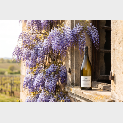 Pouilly Fuiss� "Aux Vignes Dessus" 2024 fra Domaine Bourdon