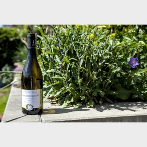 Aligot� fra Domaine Eloy