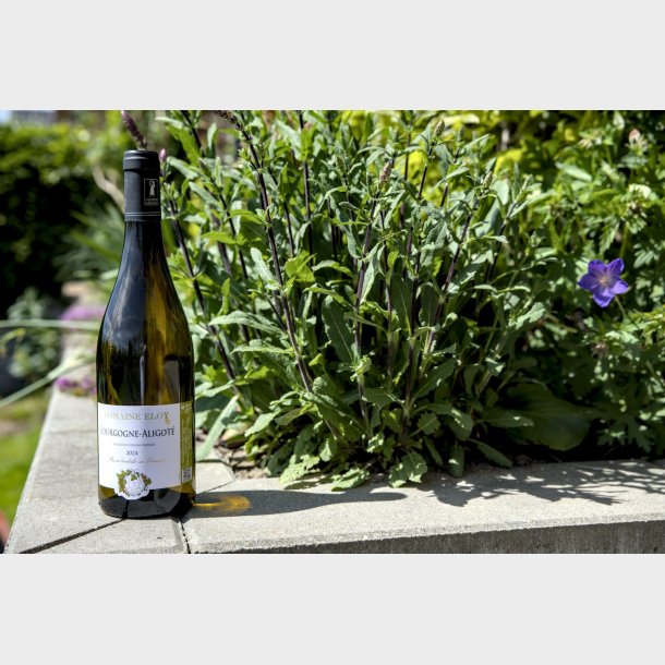 Aligot� fra Domaine Eloy